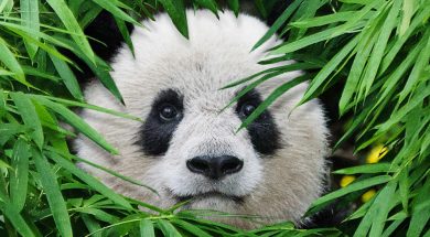 Pandas Movie Trailer 2018